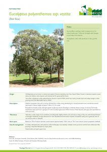 Eucalyptus Polyanthemos ssp. Vestita