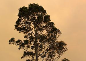 TreeArticles_Bushfires