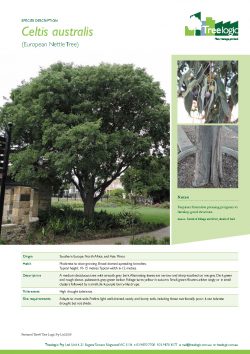 European Nettle Tree